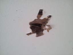 fkillineybeforeinternal 1035.jpg